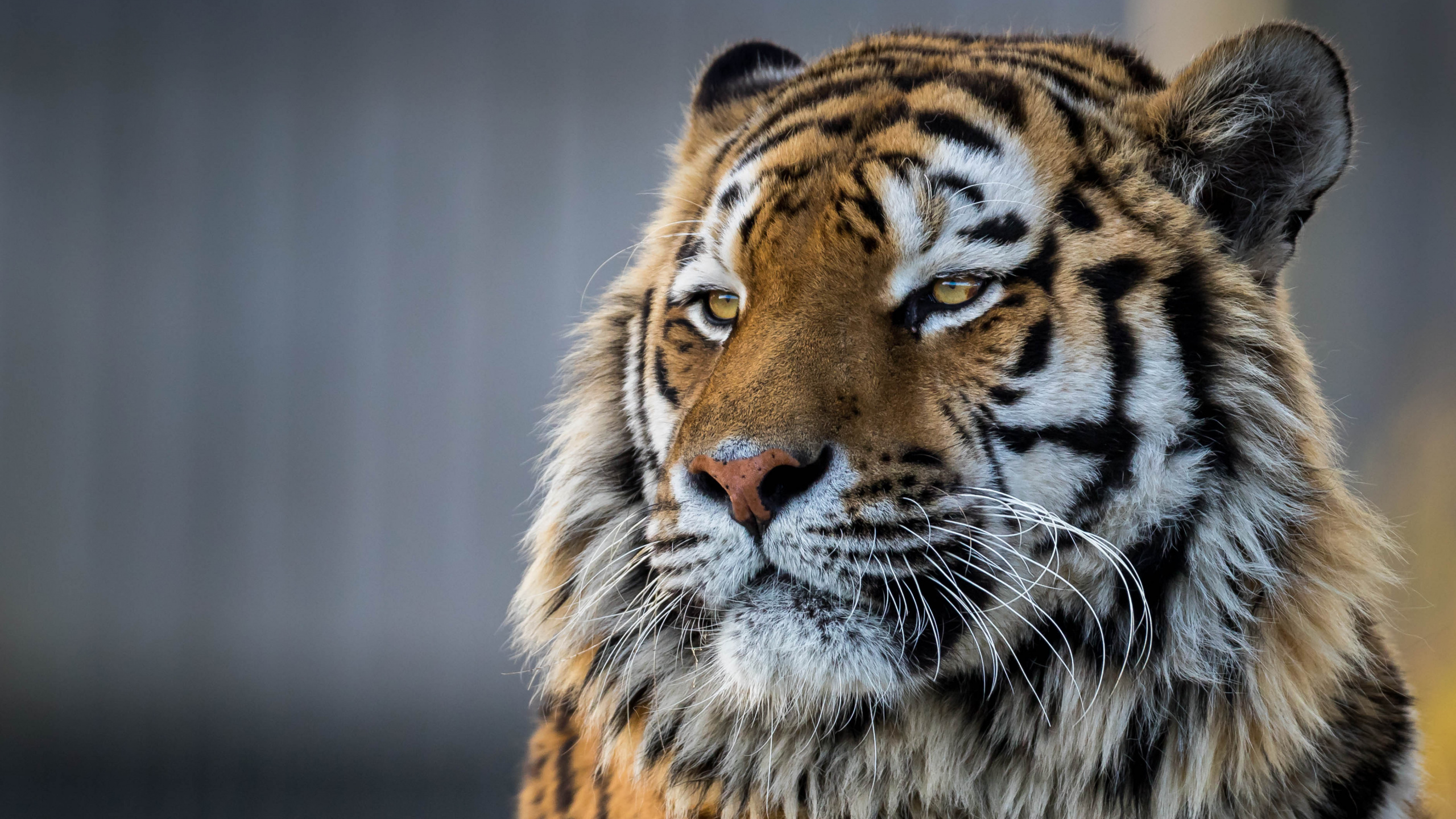 Обои кошачьих, тигр, живая природа, наземные животные, бенгальский тигр в разрешении 2560x1440