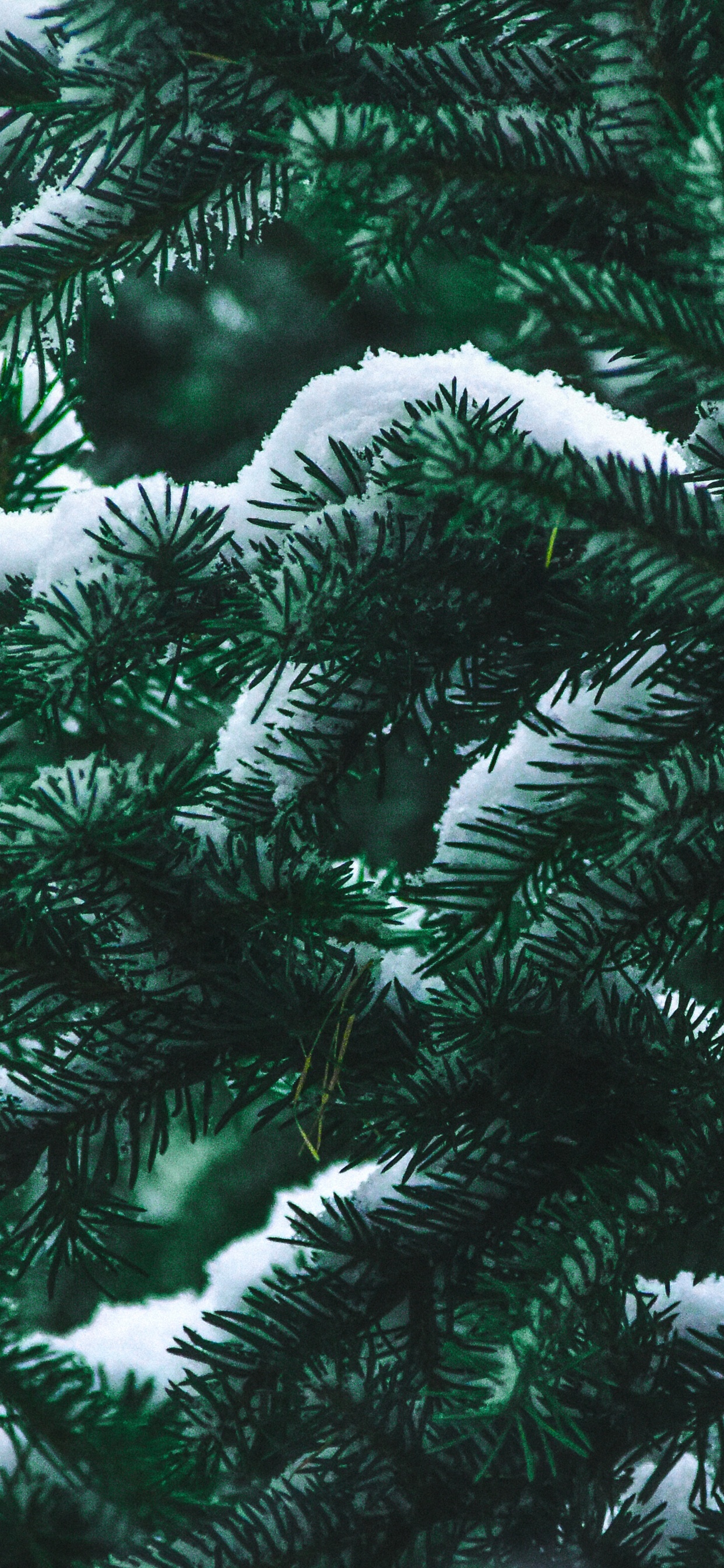 Обои ель, пихта, дерево, Кегель ели, Желтый РПИ в разрешении 1242x2688