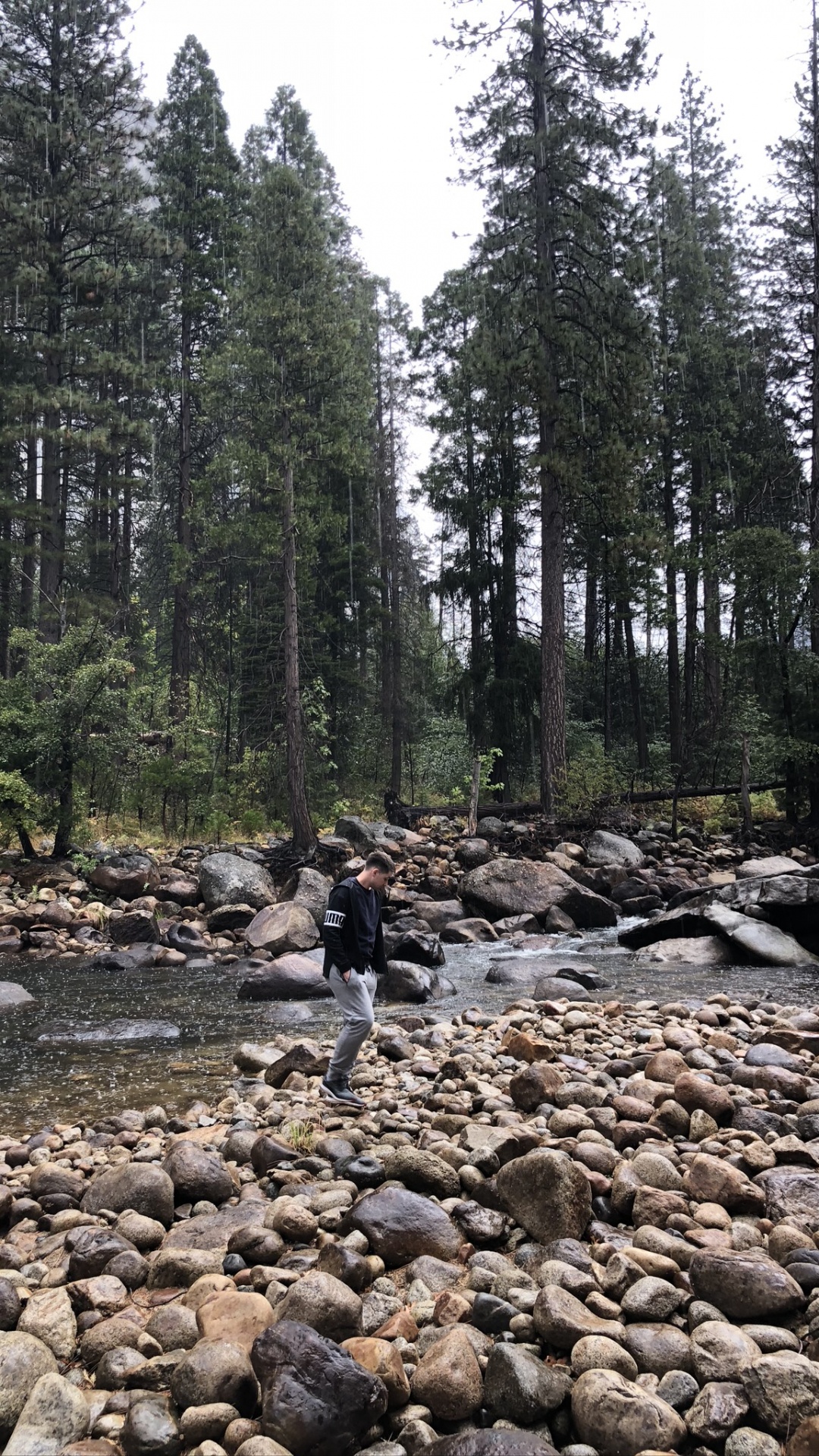 Обои дикая местность, рок, дерево, русло ручья, коренная порода в разрешении 1080x1920