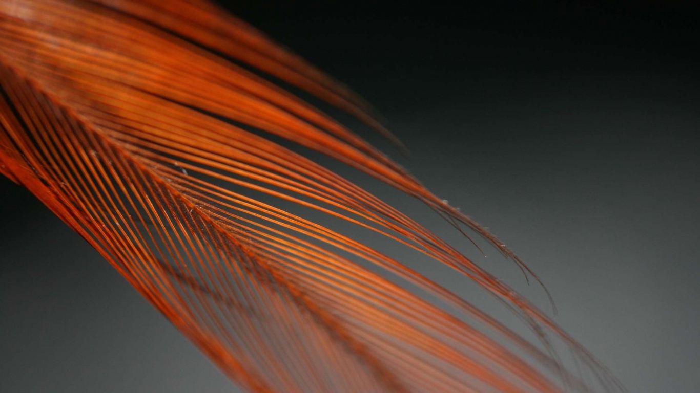 Обои Апельсин, линия, оранжевый, макросъемка, линии в разрешении 1366x768