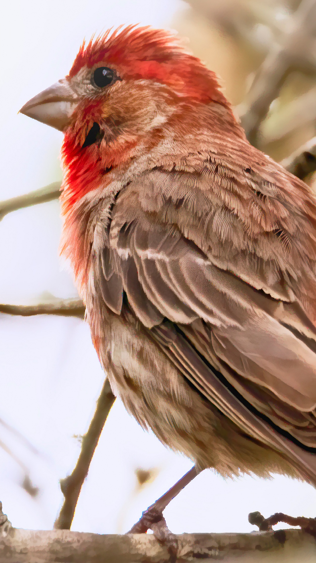 Обои дом Финч, зяблик, клюв, птица, воробьиные птицы в разрешении 1080x1920