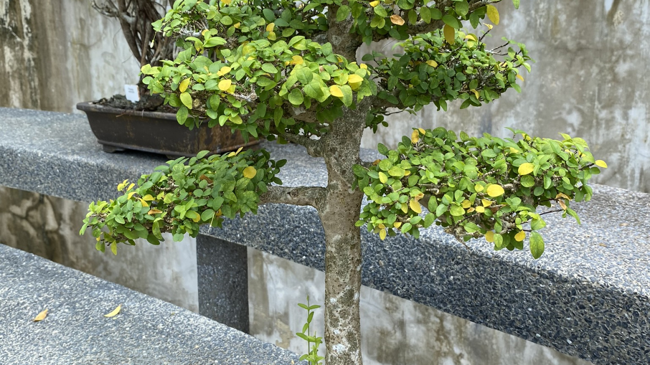 Обои дерево, китайская сладкая слива, лист, бонсай, рассада в разрешении 1280x720