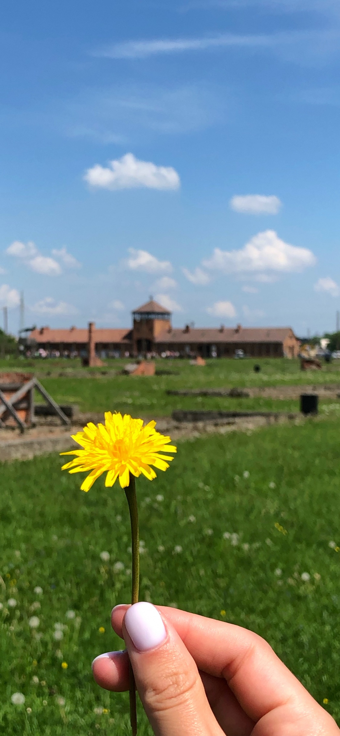 Обои пистолет для пенополиуретана 025ст, физика, дневное время, цветок, земельный участок в разрешении 1125x2436