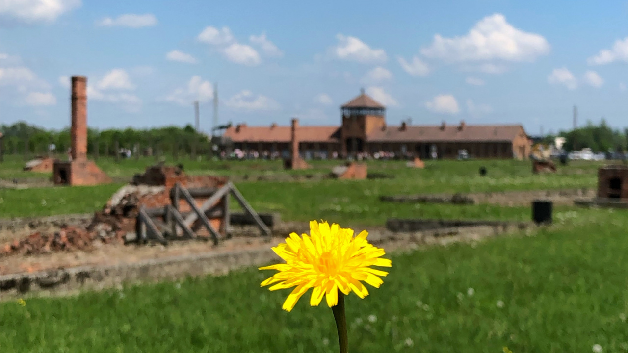 Обои пистолет для пенополиуретана 025ст, физика, дневное время, цветок, земельный участок в разрешении 1280x720