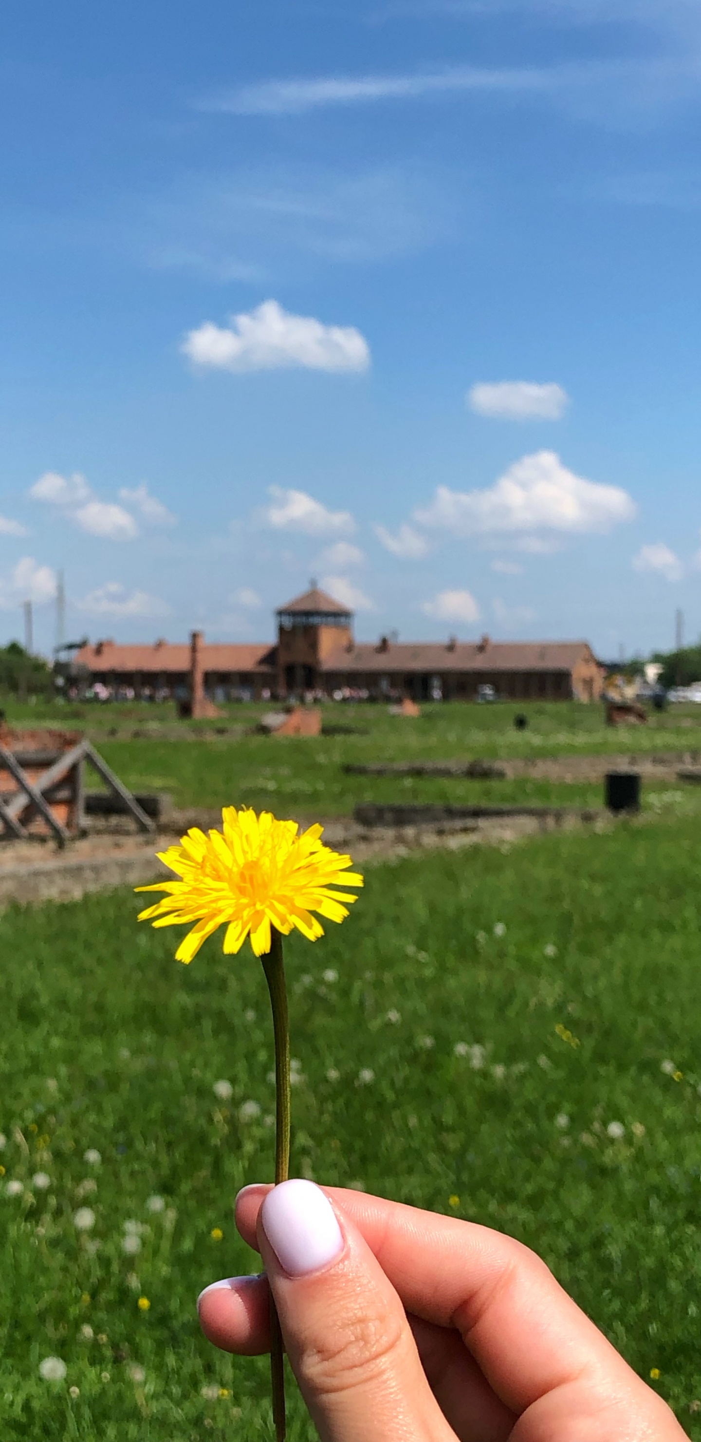 Обои пистолет для пенополиуретана 025ст, физика, дневное время, цветок, земельный участок в разрешении 1440x2960