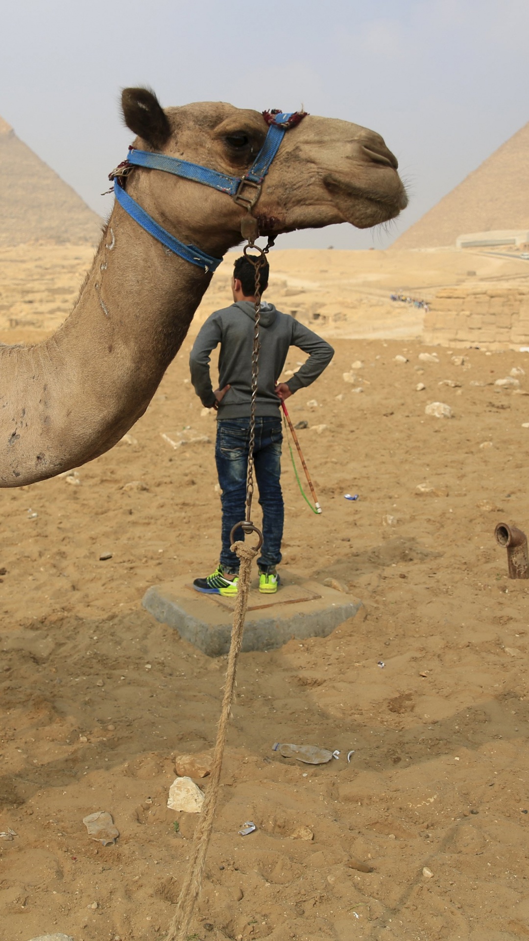 Обои Каир, туризм, верблюд, арабский верблюд, песок в разрешении 1080x1920