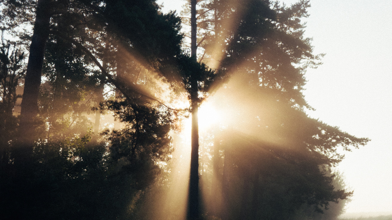 Обои дерево, природа, солнечный свет, свет, утро в разрешении 1280x720