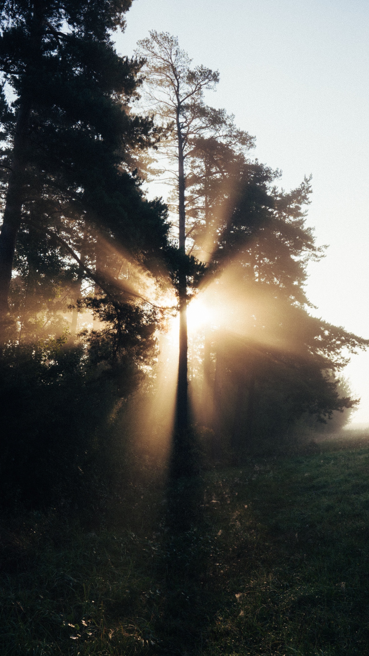 Обои дерево, природа, солнечный свет, свет, утро в разрешении 1440x2560