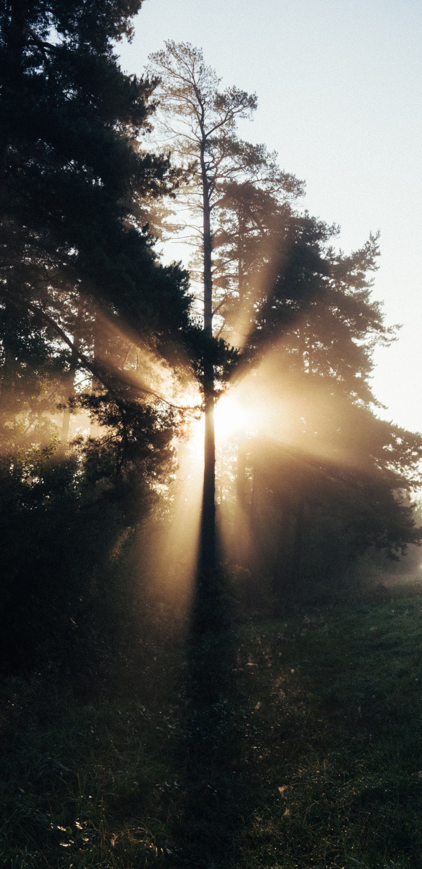 Обои дерево, природа, солнечный свет, свет, утро в разрешении 1440x2960
