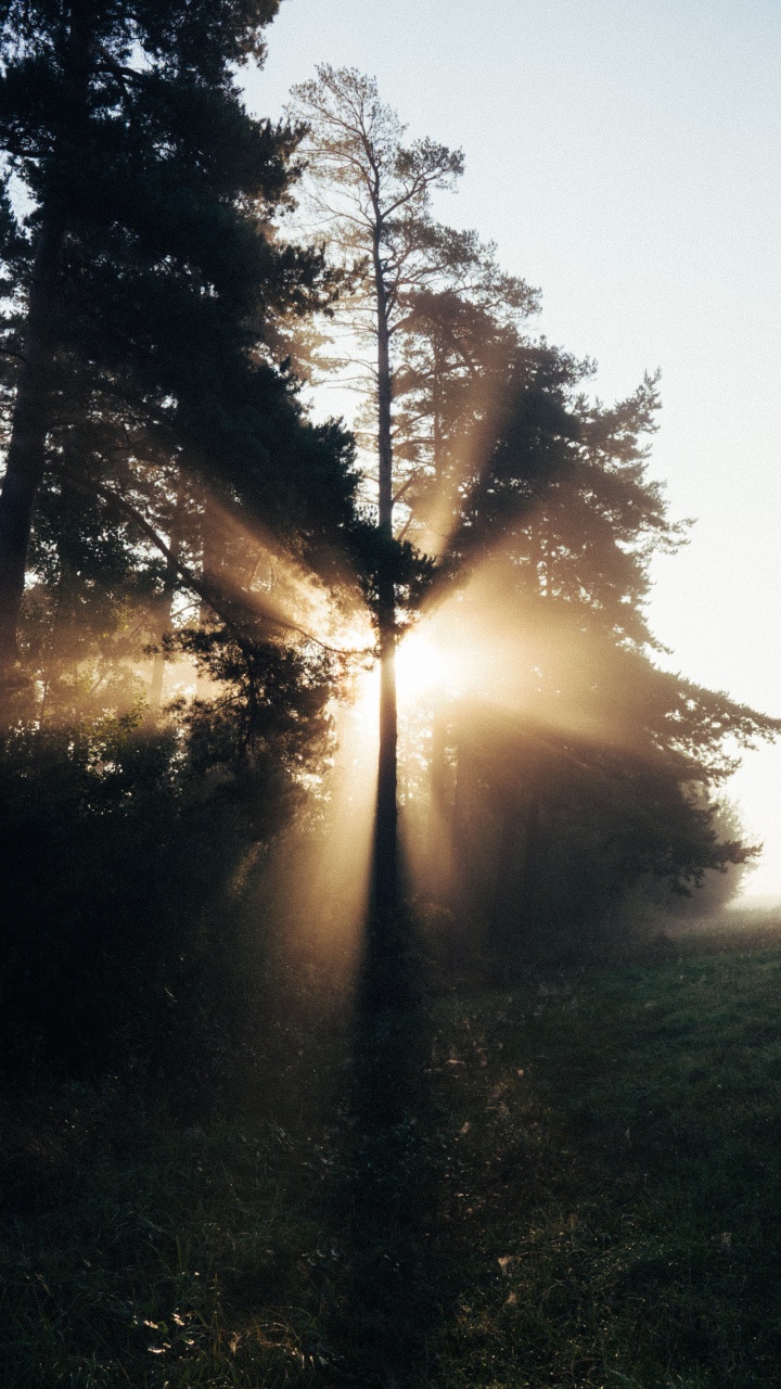 Обои дерево, природа, солнечный свет, свет, утро в разрешении 720x1280