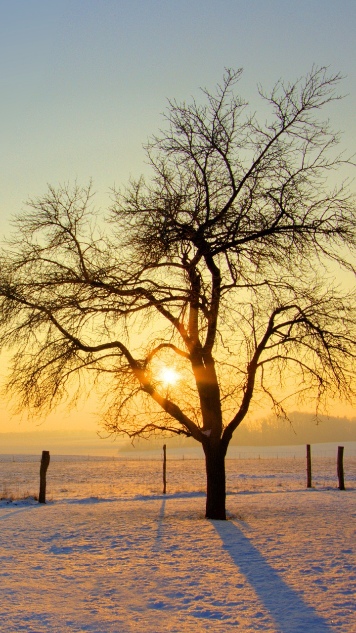 Обои зима, дерево, снег, горизонт, замораживание в разрешении 720x1280