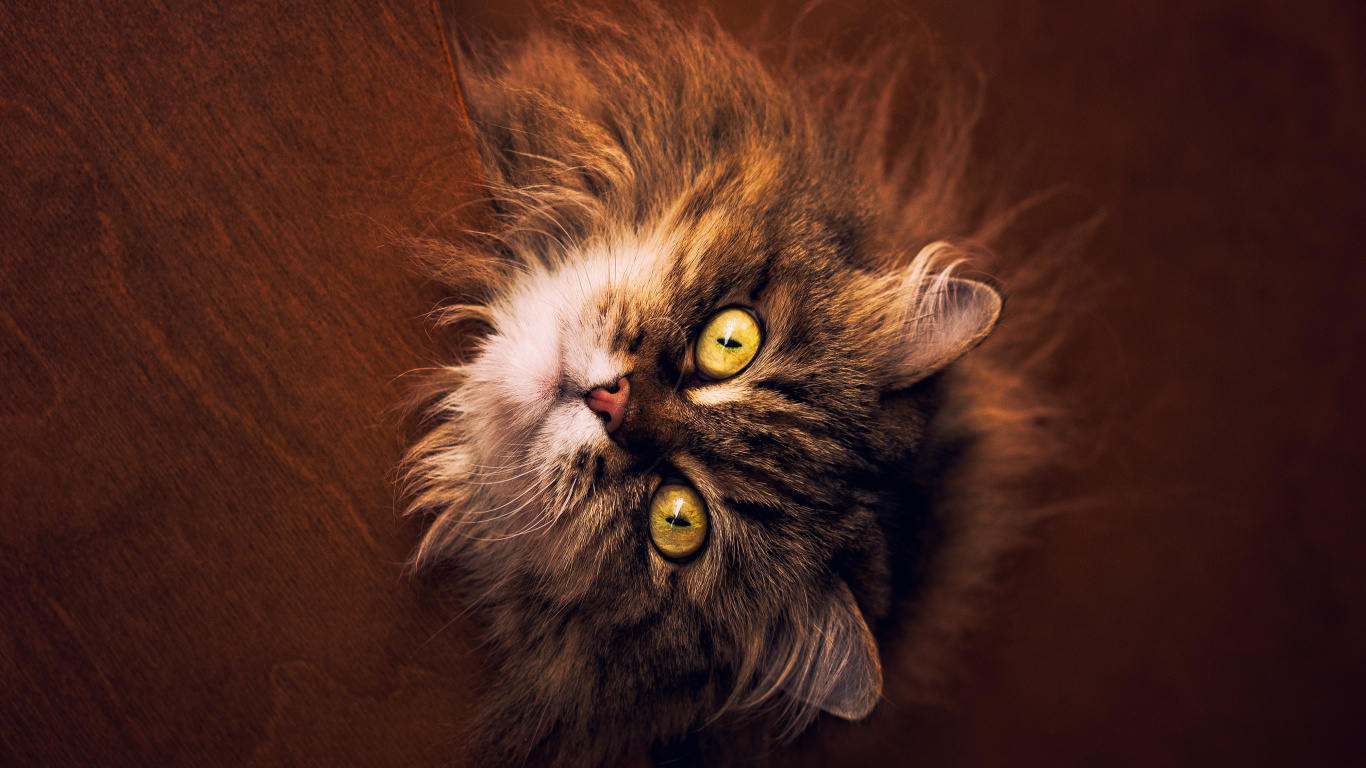 Обои кот, мейн кун, котенок, кошачьих, бакенбарды в разрешении 1366x768