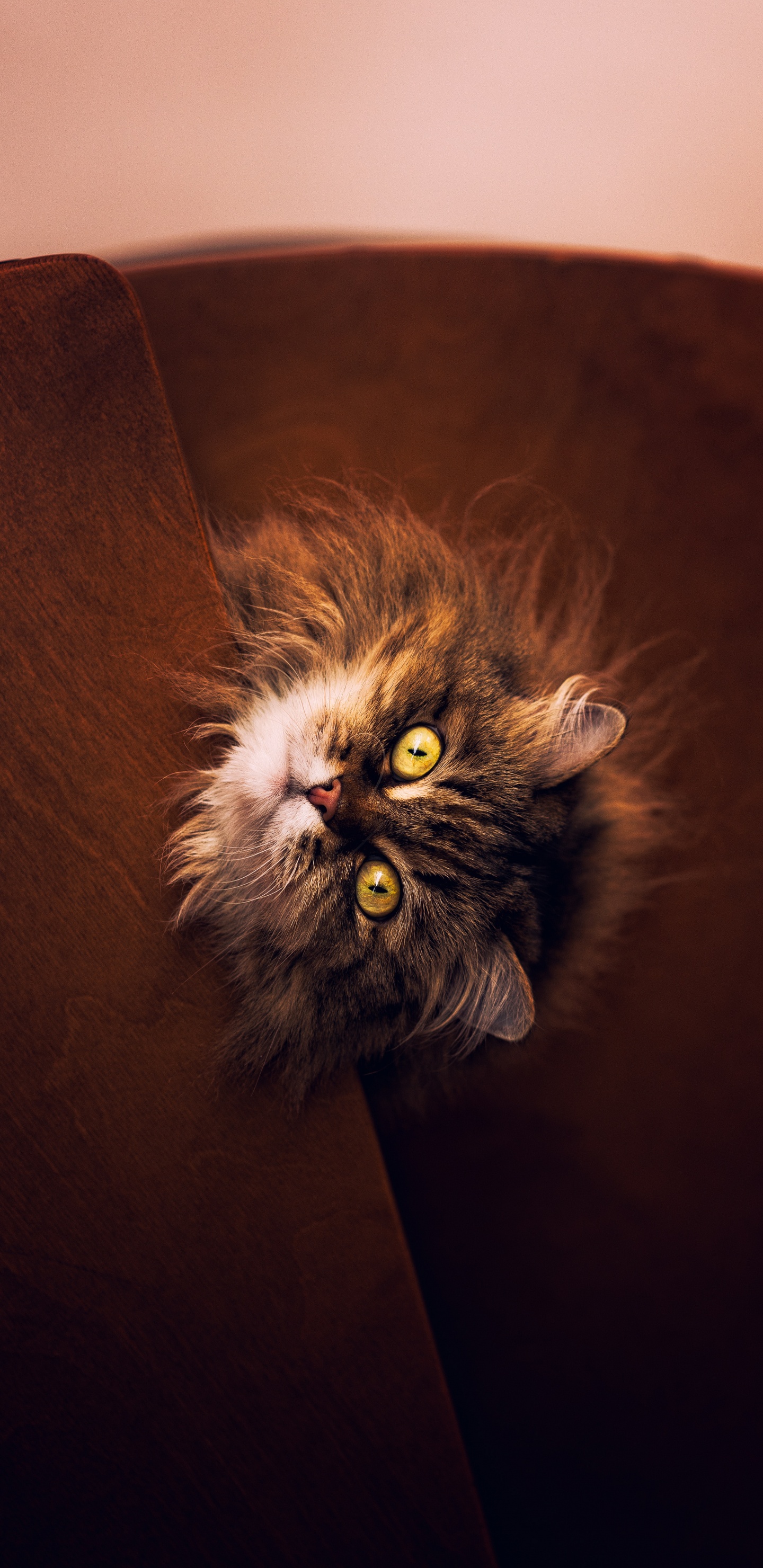 Обои кот, мейн кун, котенок, кошачьих, бакенбарды в разрешении 1440x2960