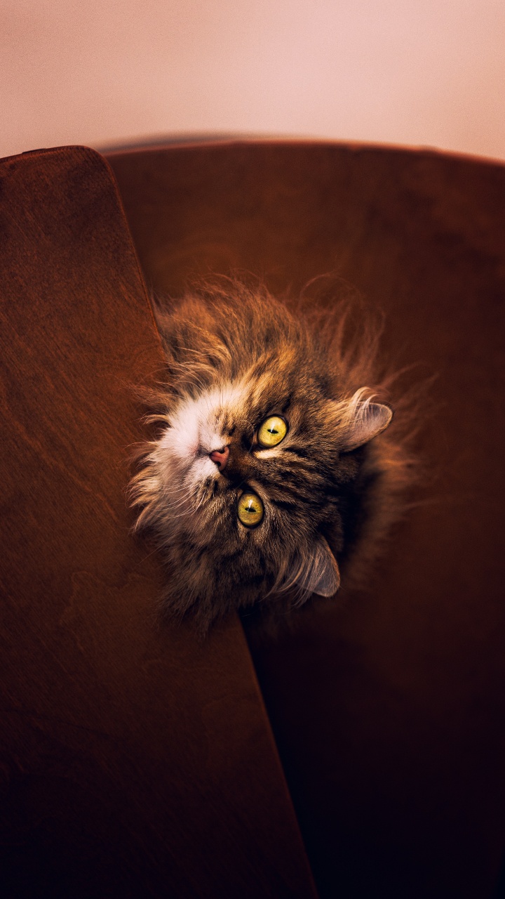 Обои кот, мейн кун, котенок, кошачьих, бакенбарды в разрешении 720x1280