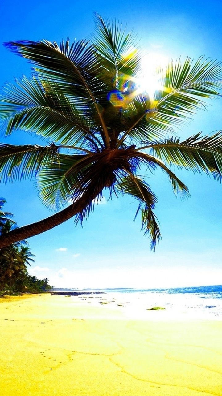 Обои пальмовые рощи, пляж, песок, тропическая зона, дерево в разрешении 720x1280