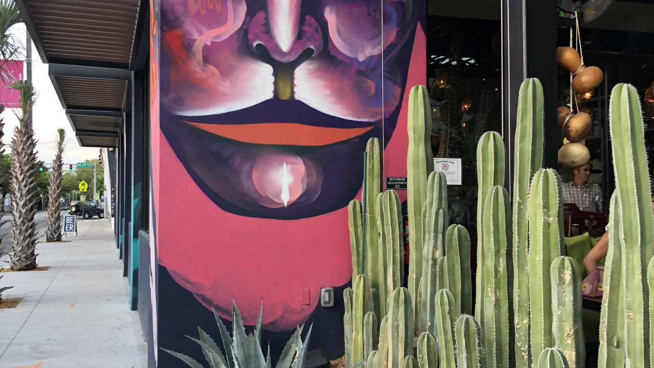 Обои Майами, арт, наука, биология, наземное растение в разрешении 1280x720