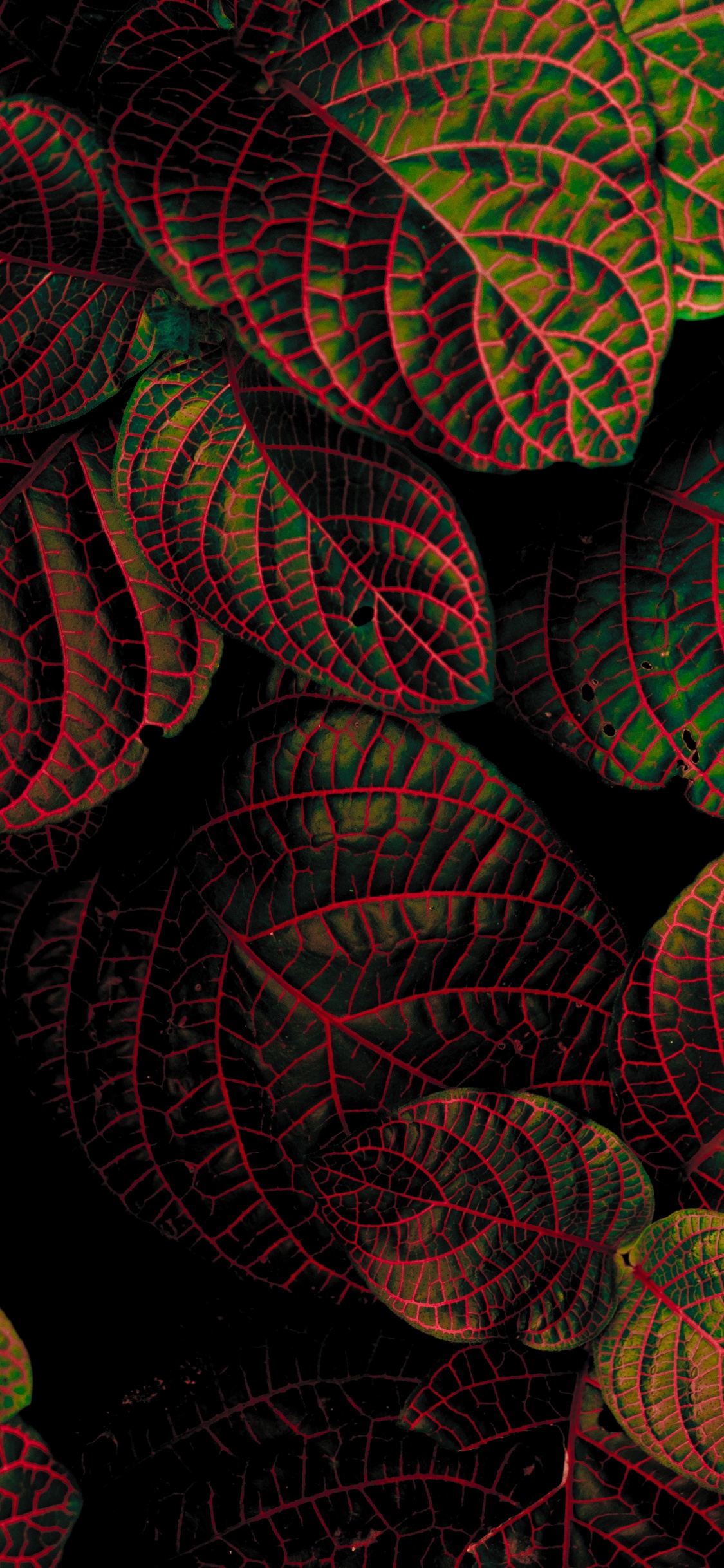 Обои красный цвет, лист, узор, фрактальное искусство, ткань в разрешении 1125x2436