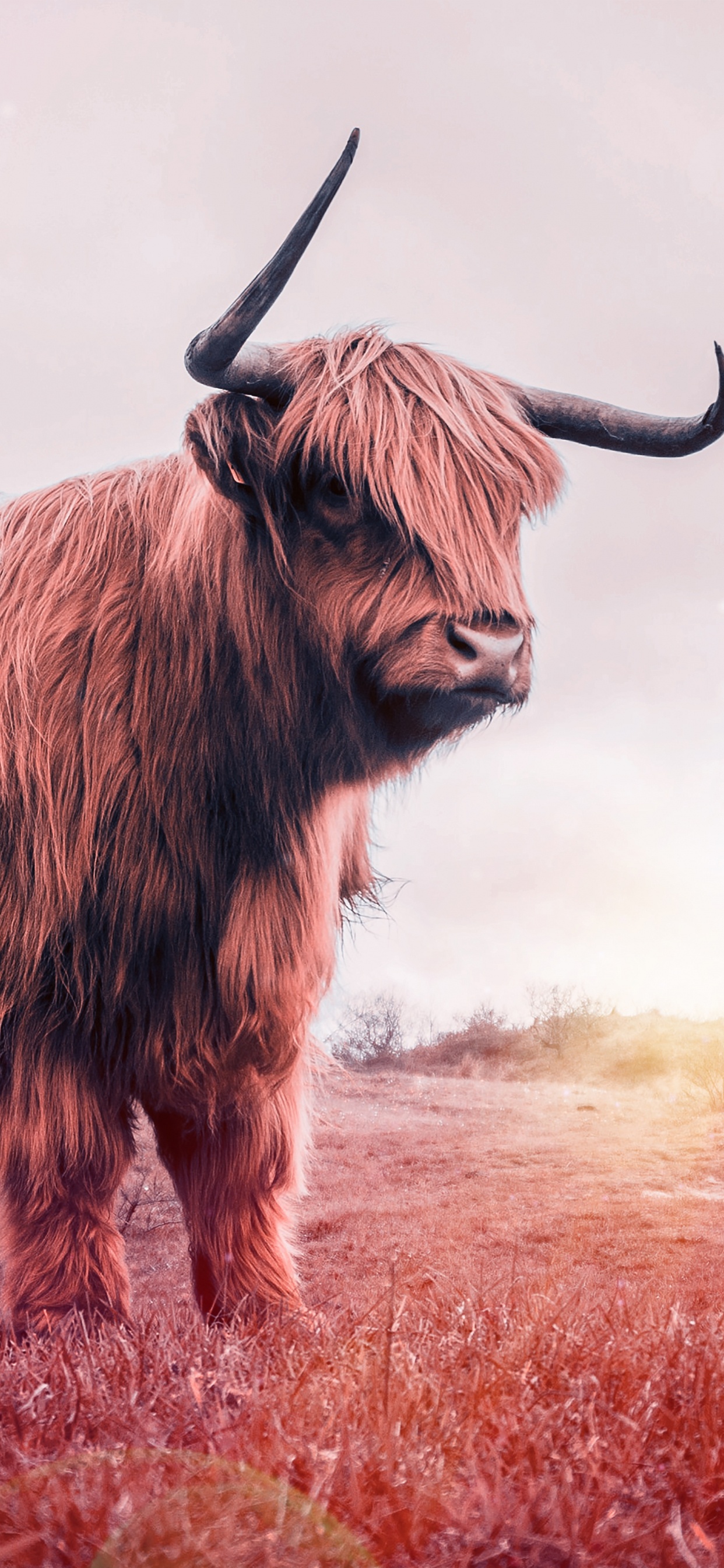 Обои рог, живая природа, нагорье, домашний скот, морда в разрешении 1242x2688