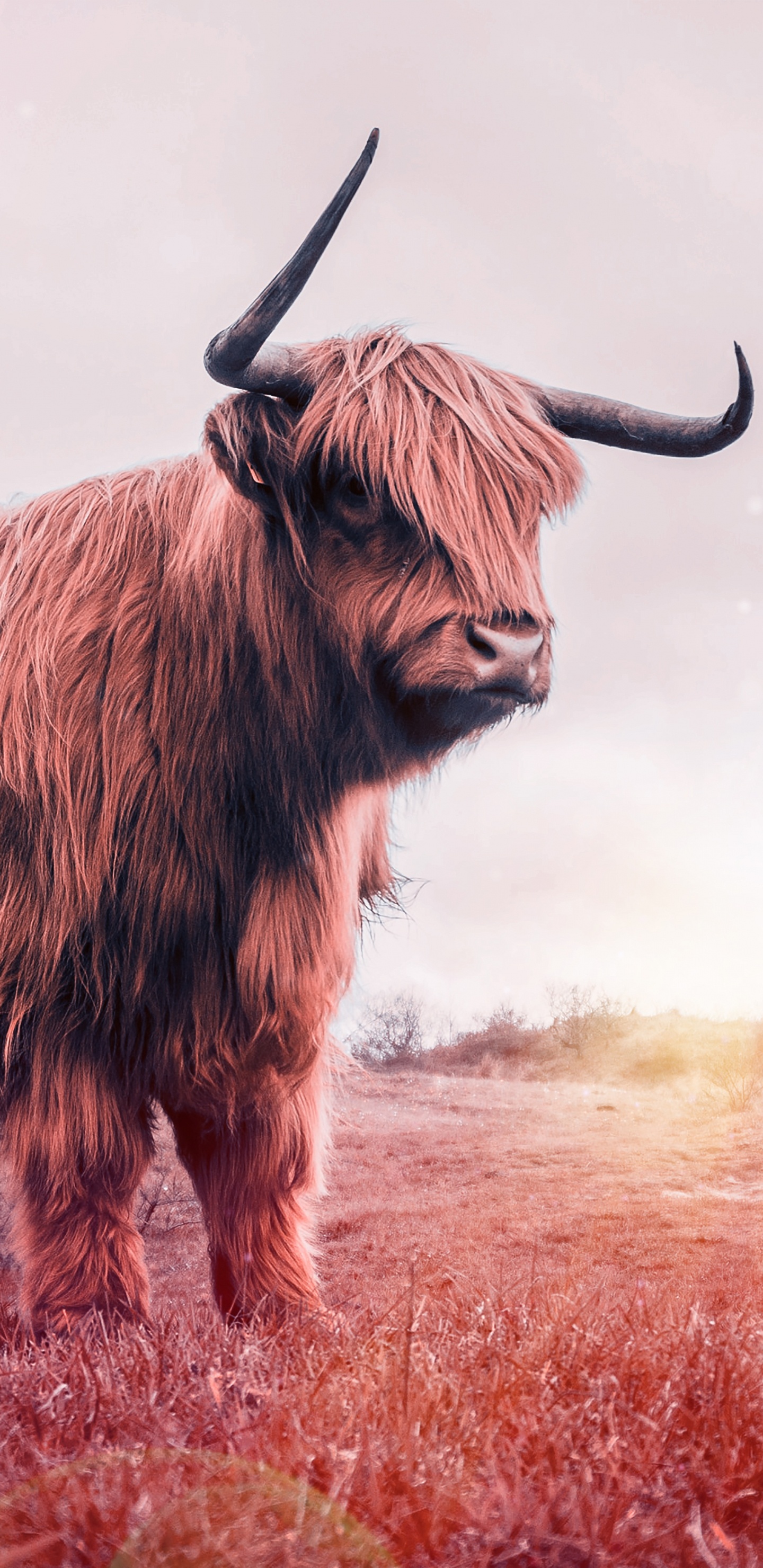 Обои рог, живая природа, нагорье, домашний скот, морда в разрешении 1440x2960