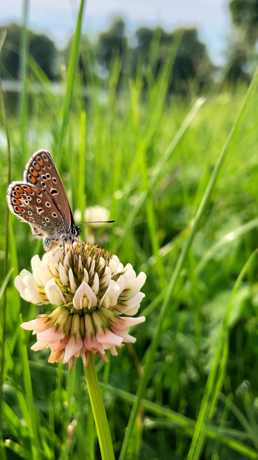 Обои Флора, беспозвоночных, насекомое, членистоногое, опылитель в разрешении 1080x1920