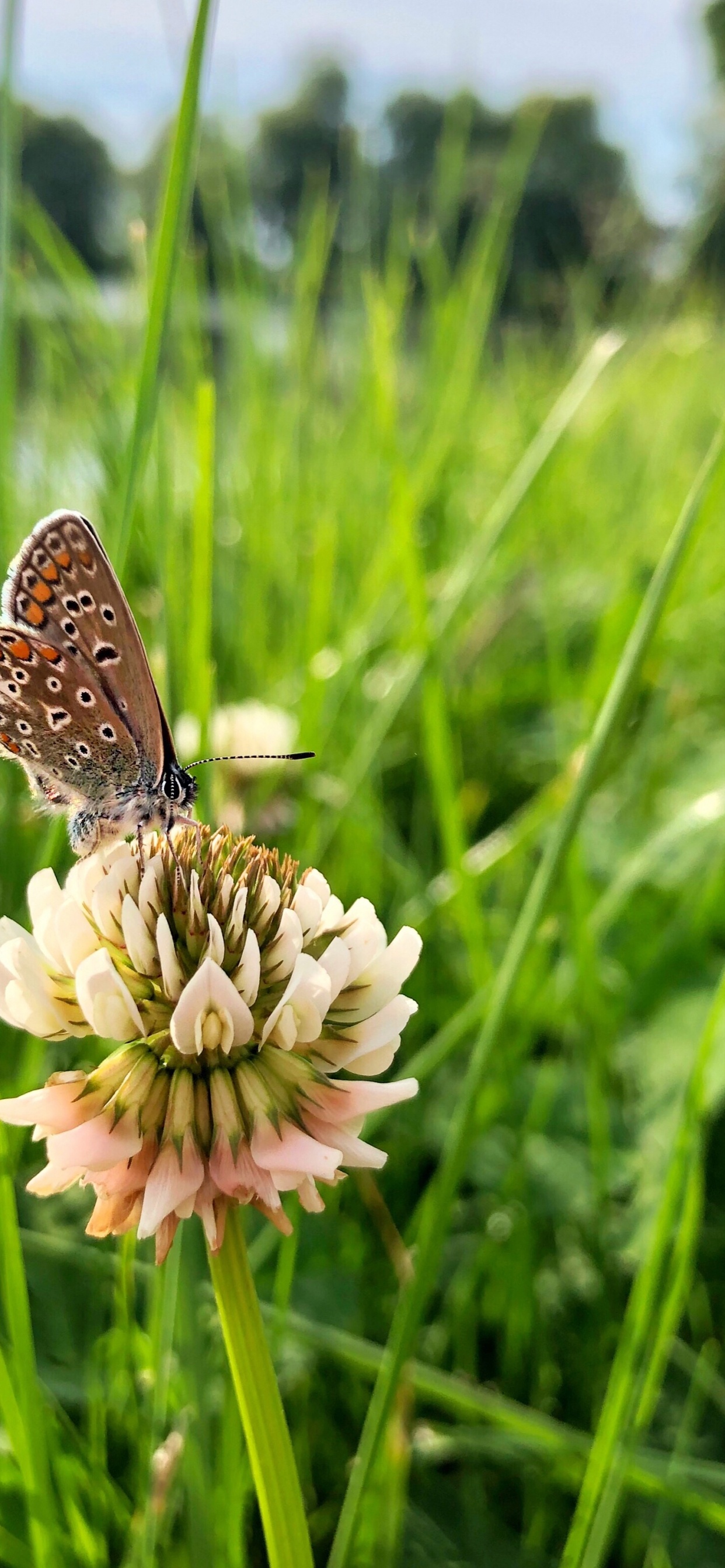 Обои Флора, беспозвоночных, насекомое, членистоногое, опылитель в разрешении 1242x2688