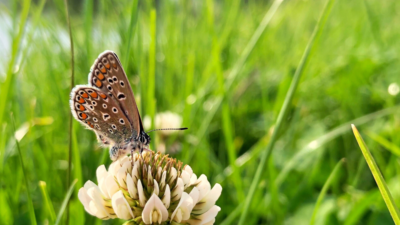 Обои Флора, беспозвоночных, насекомое, членистоногое, опылитель в разрешении 1366x768
