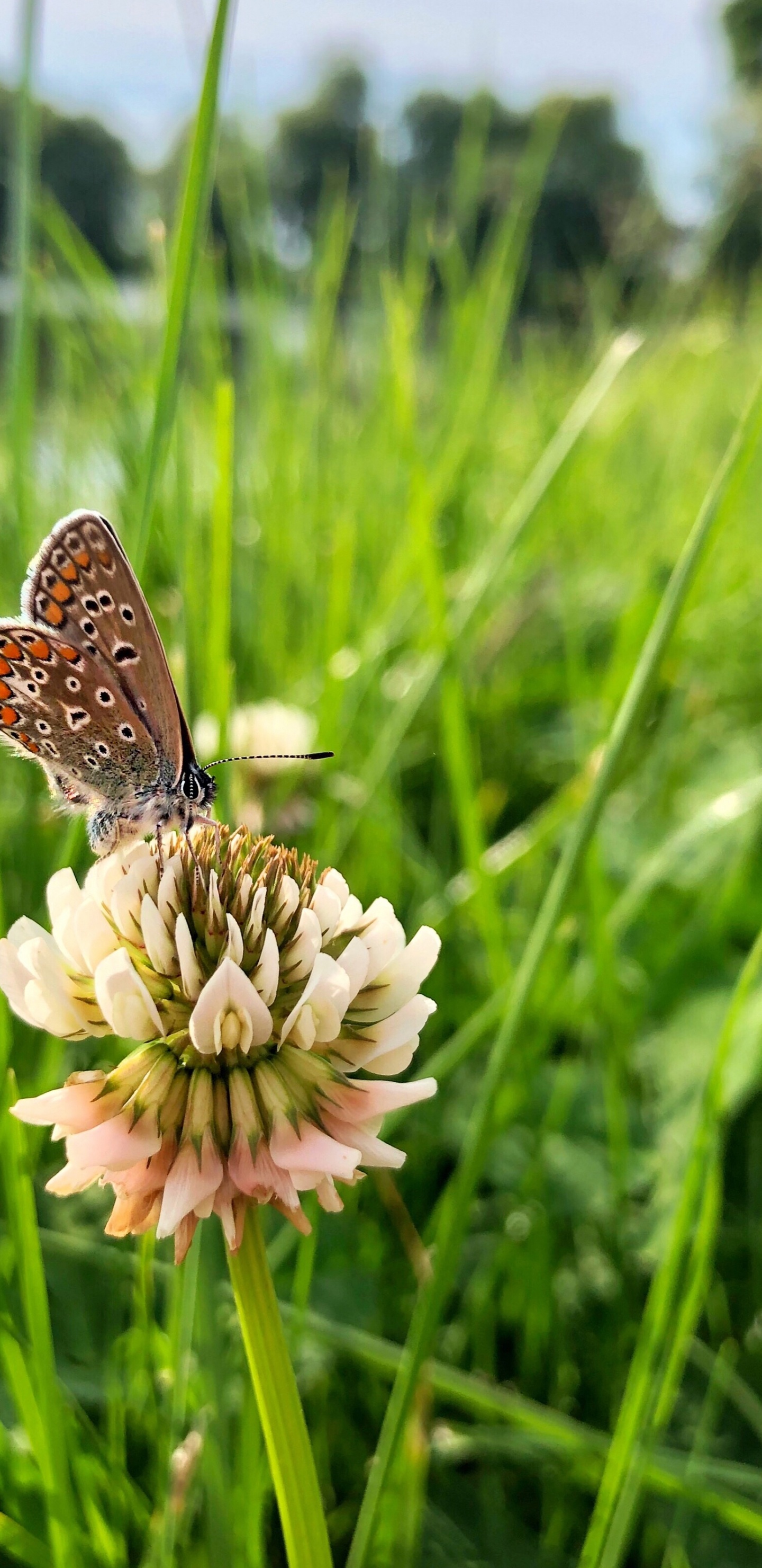 Обои Флора, беспозвоночных, насекомое, членистоногое, опылитель в разрешении 1440x2960