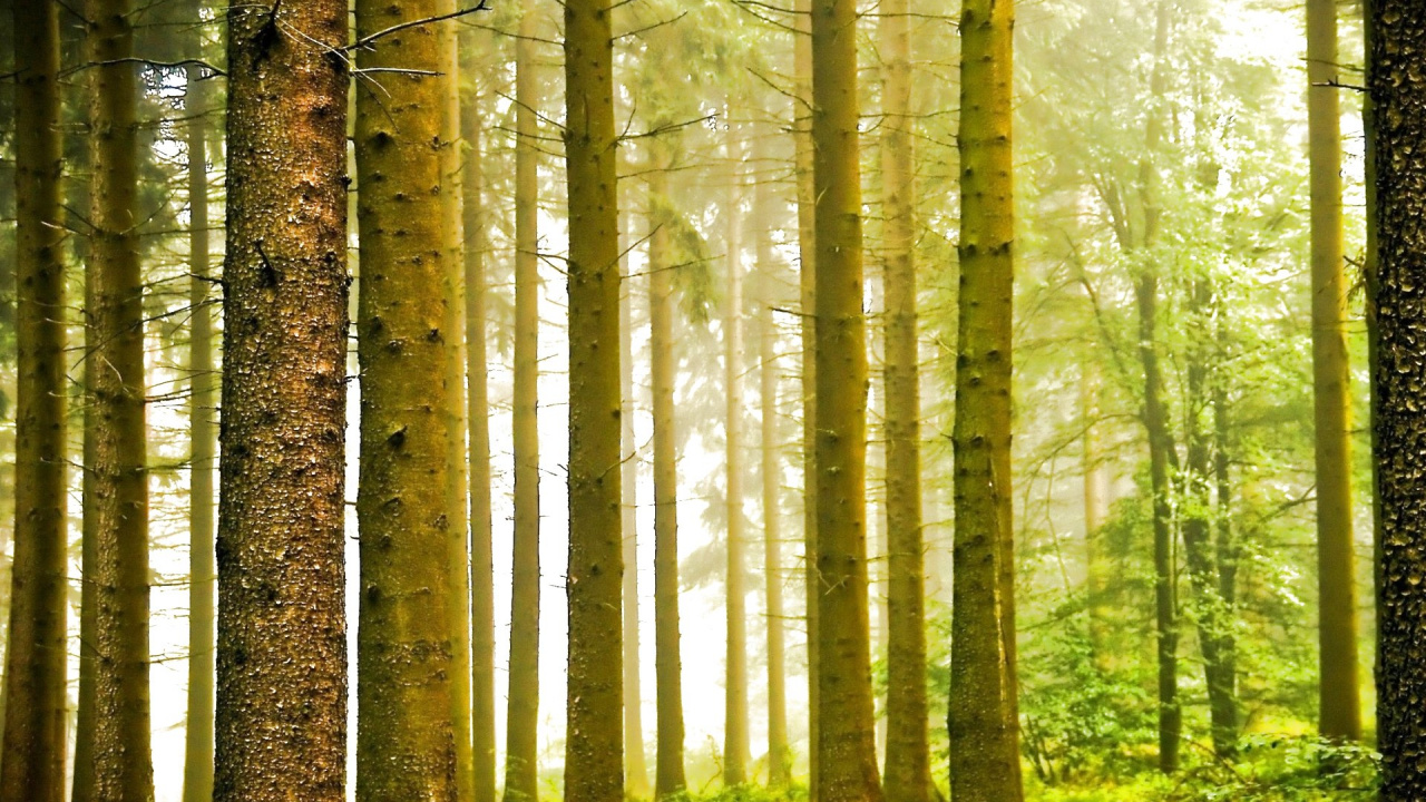 Обои природа, пейзаж, дерево, лес, лесистая местность в разрешении 1280x720