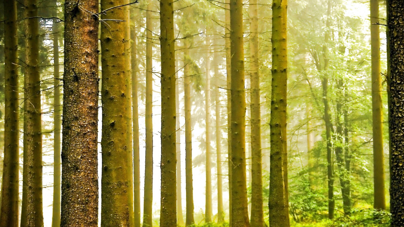 Обои природа, пейзаж, дерево, лес, лесистая местность в разрешении 1366x768