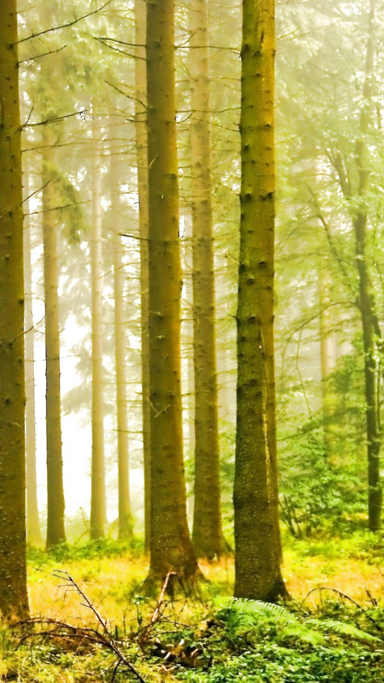 Обои природа, пейзаж, дерево, лес, лесистая местность в разрешении 750x1334