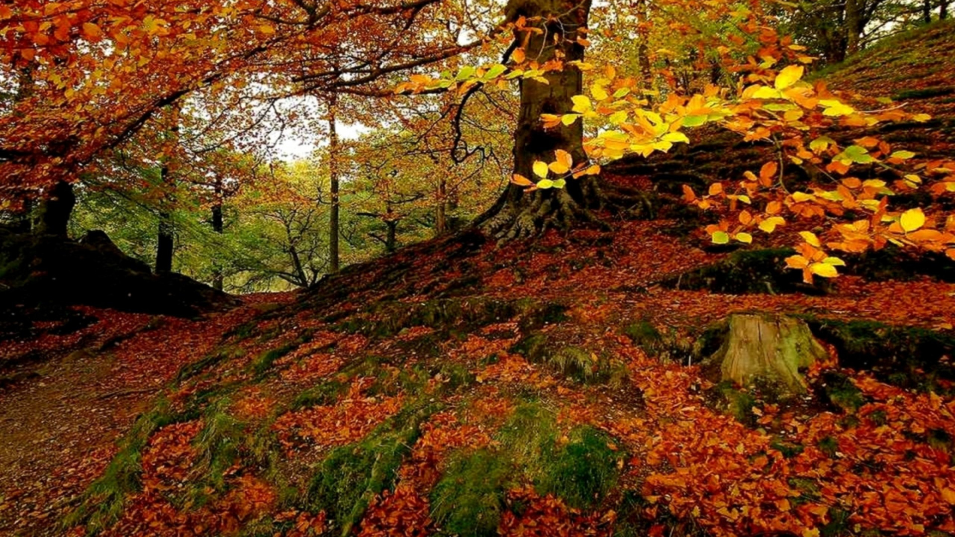 Обои сезон, дерево, лист, природа, листопадные в разрешении 1920x1080