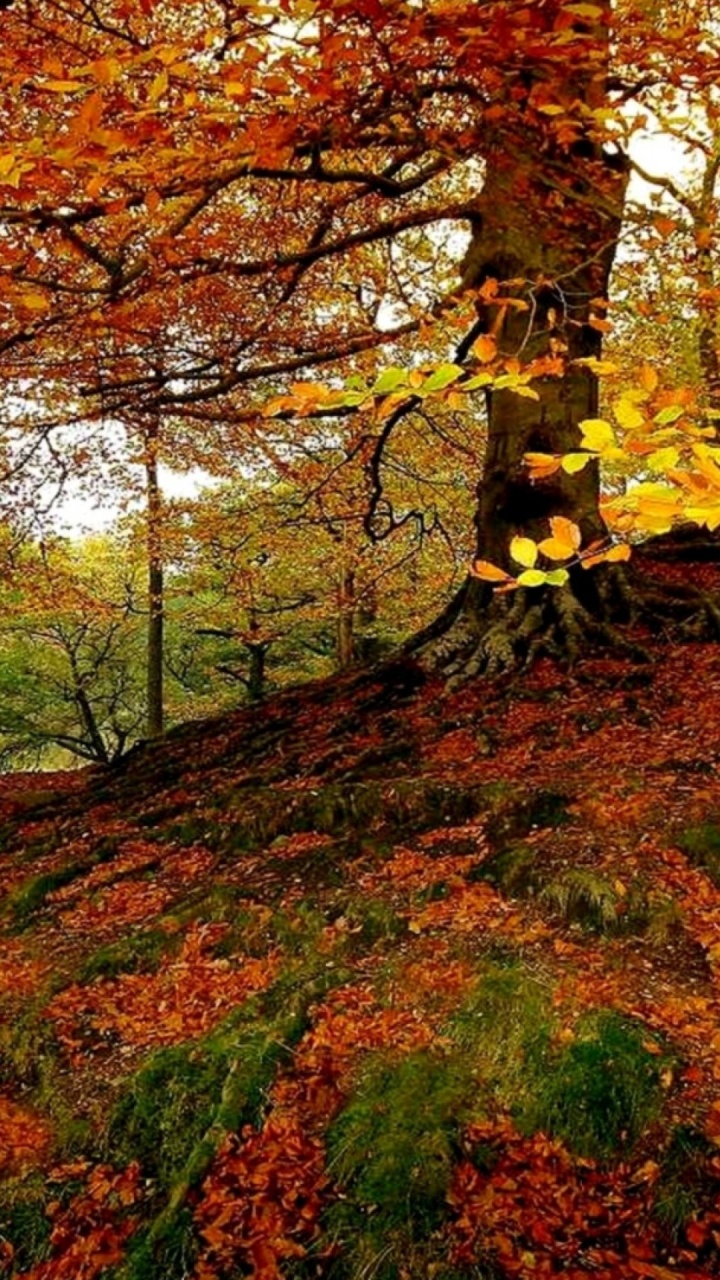 Обои сезон, дерево, лист, природа, листопадные в разрешении 720x1280