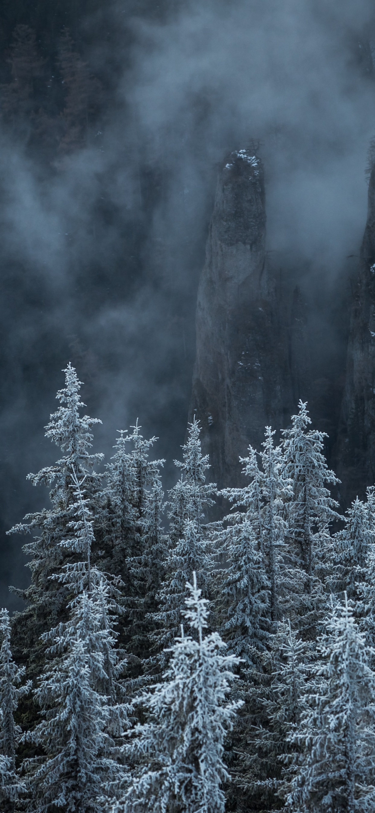 Обои гора, природа, биом, пихта, ель еловый лес в разрешении 1242x2688