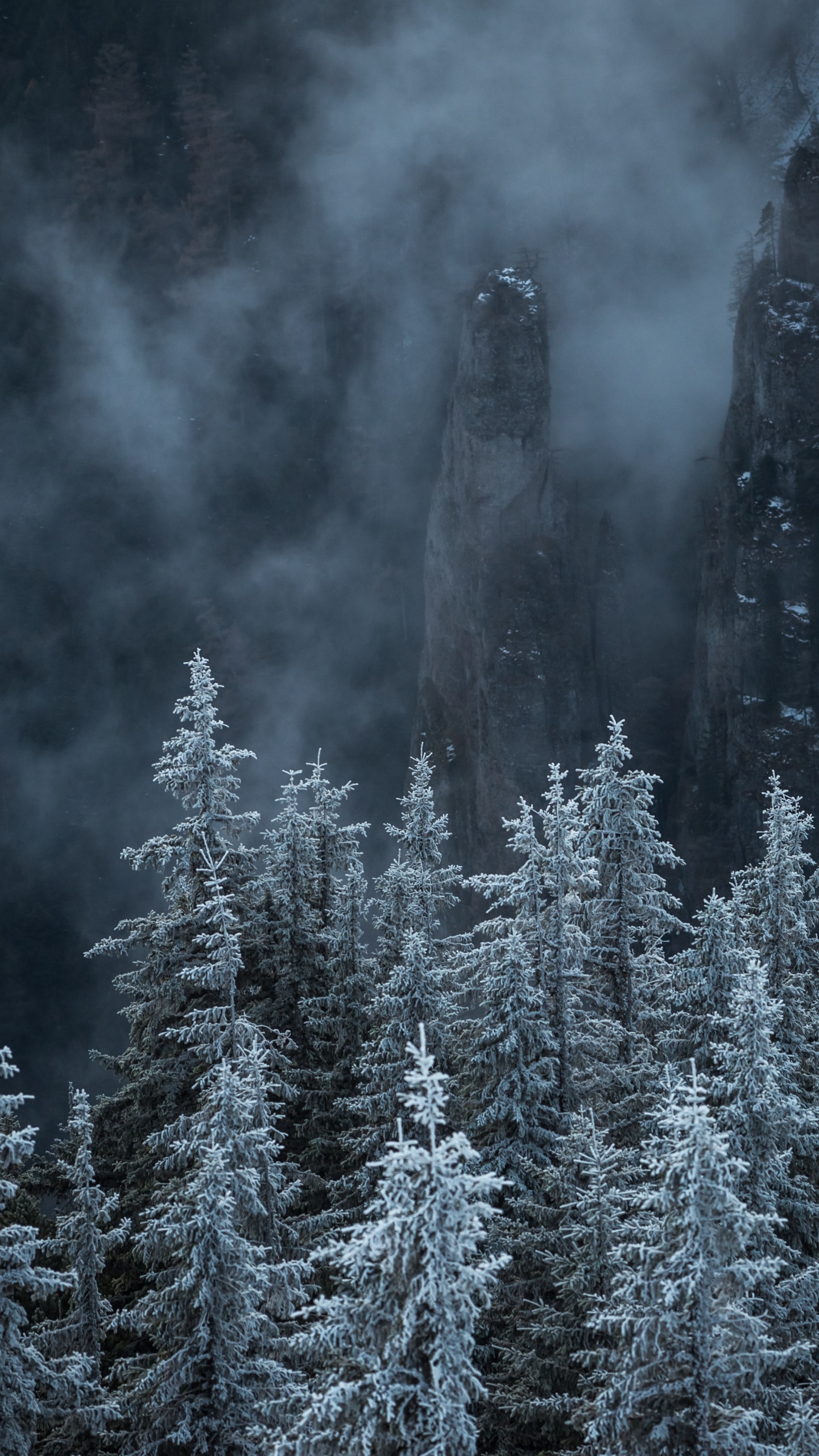 Обои гора, природа, биом, пихта, ель еловый лес в разрешении 1440x2560