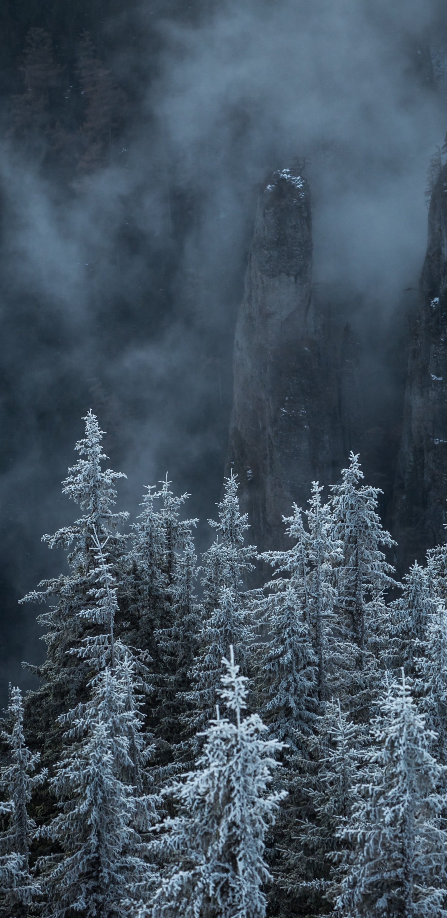 Обои гора, природа, биом, пихта, ель еловый лес в разрешении 1440x2960