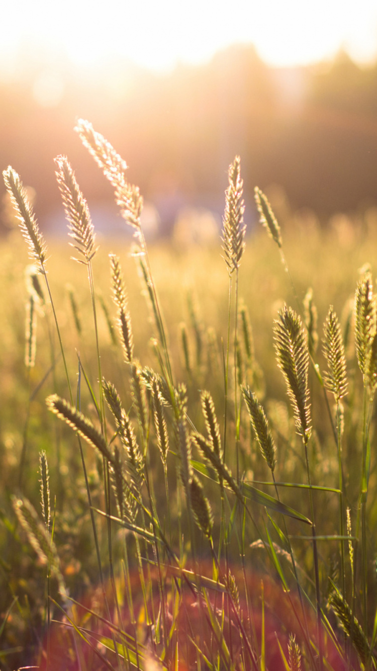 Обои солнечный свет, природа, свет, растительность, луг в разрешении 750x1334