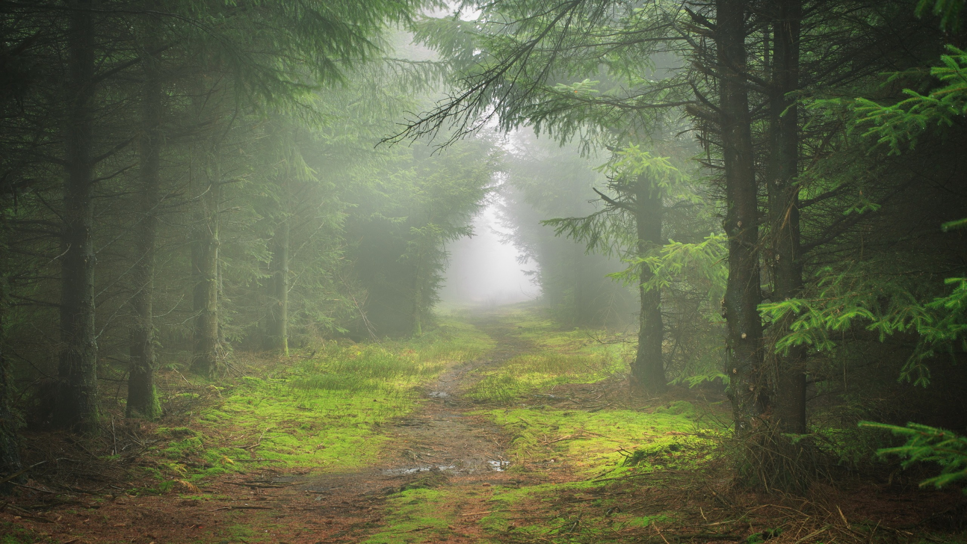 Обои природа, лес, лесистая местность, растительность, хвойными лесами в разрешении 1920x1080