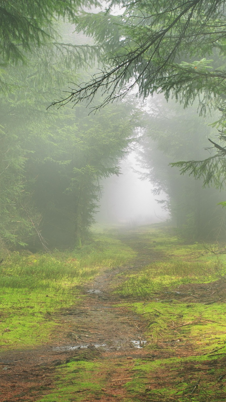 Обои природа, лес, лесистая местность, растительность, хвойными лесами в разрешении 750x1334