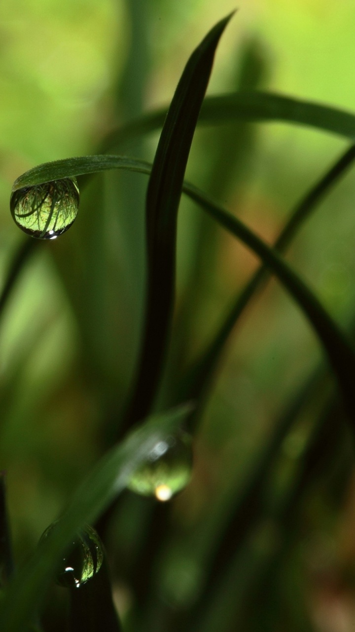 Обои роса, влага, вода, падение, живая природа в разрешении 720x1280