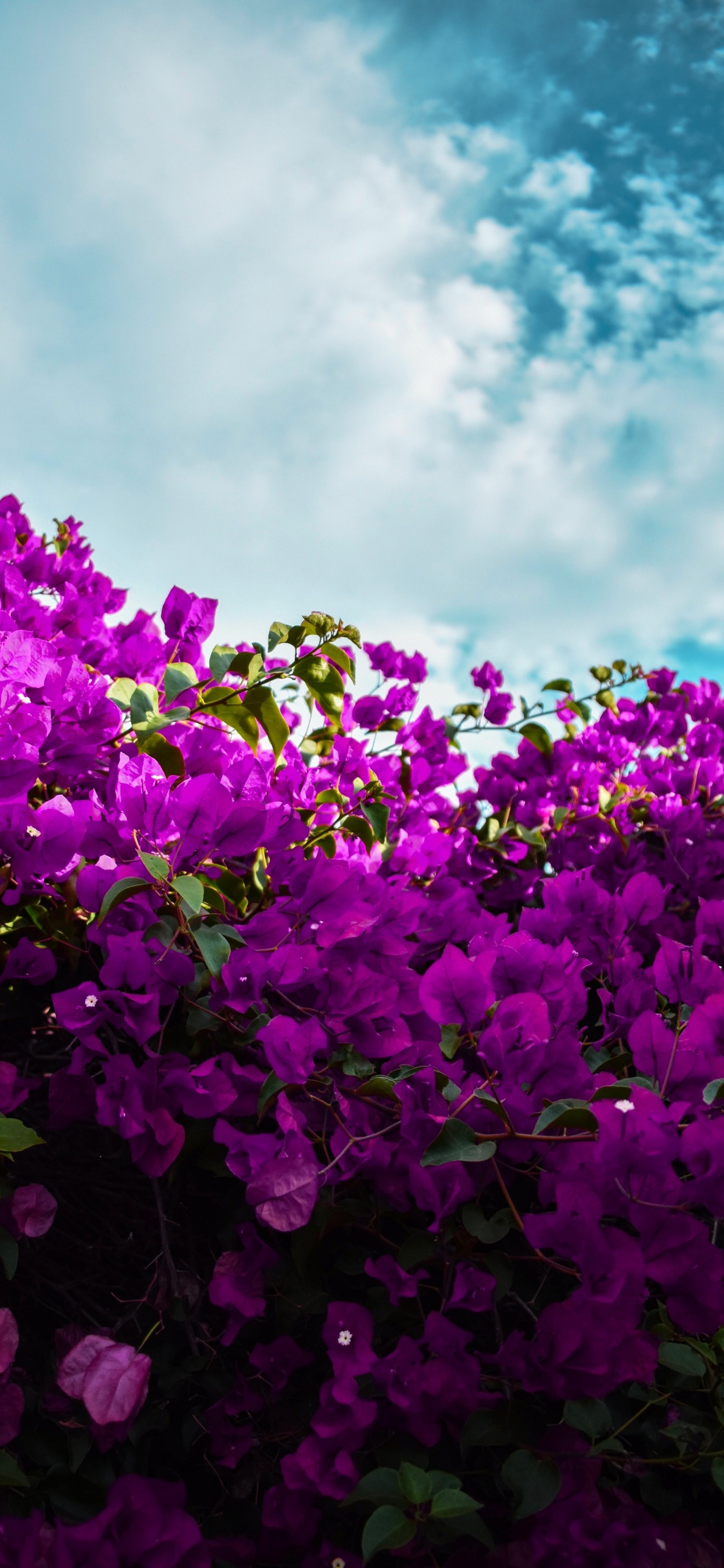 Обои цветок, цветковое растение, Фиолетовый, пурпур, лепесток в разрешении 1125x2436