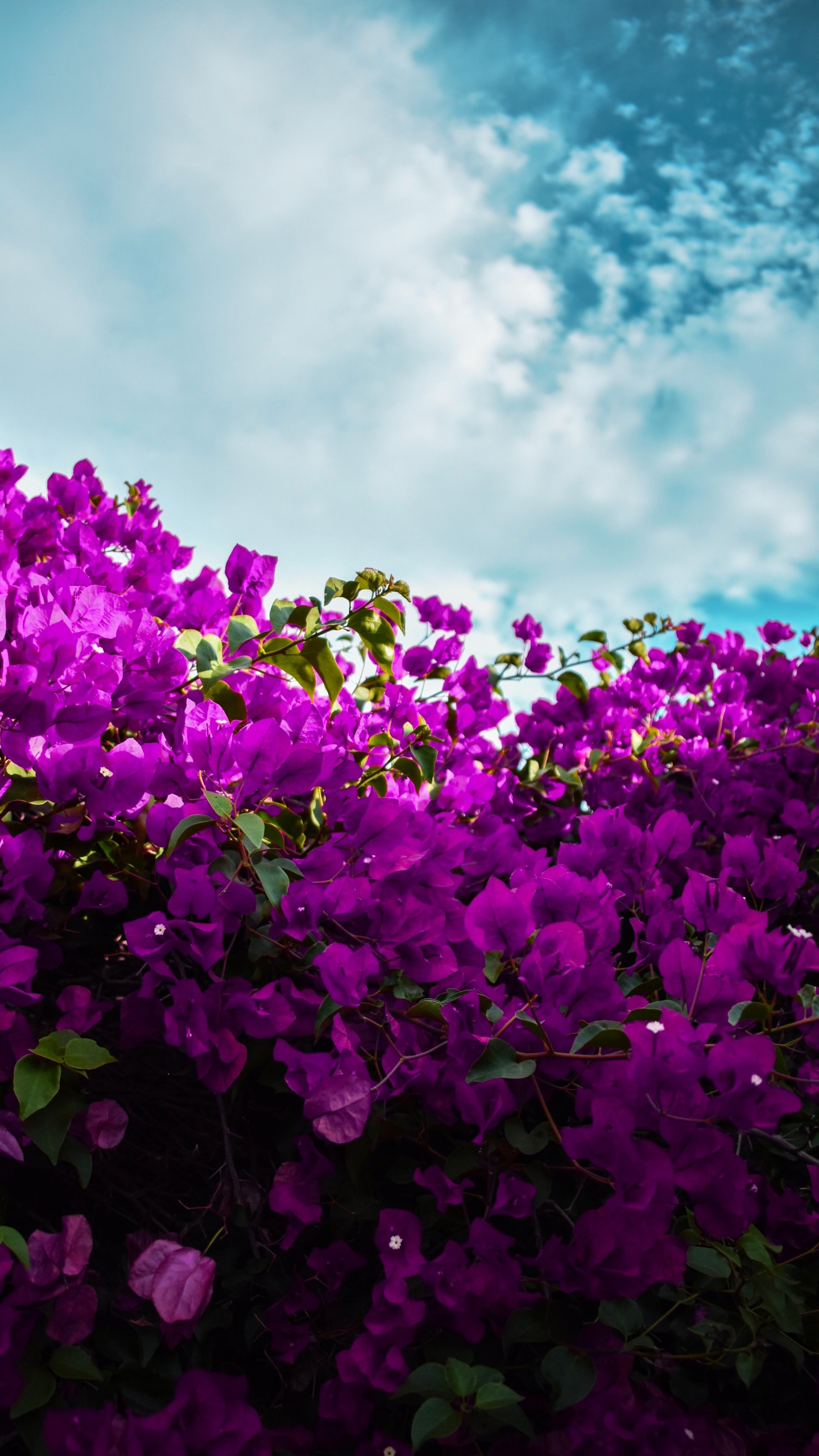 Обои цветок, цветковое растение, Фиолетовый, пурпур, лепесток в разрешении 1440x2560