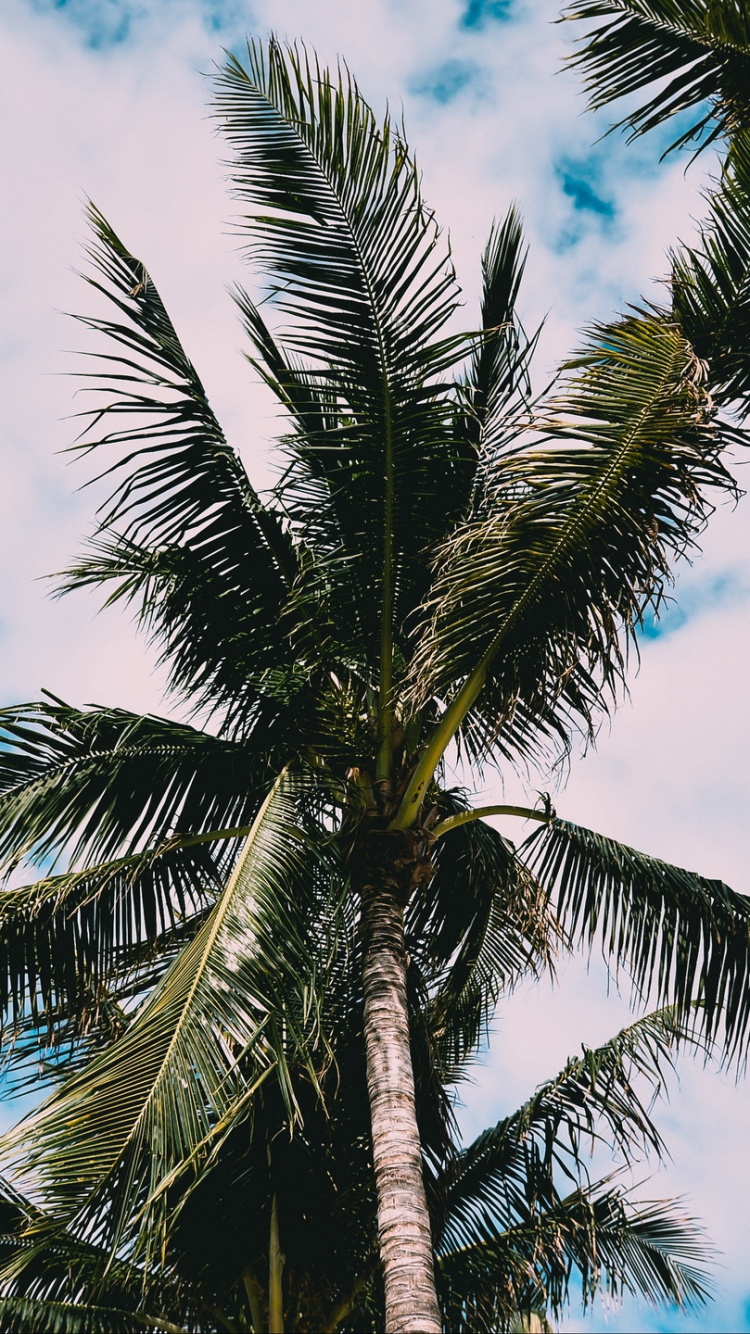 Обои пальмовые рощи, дерево, Пальма, растительность, древесные растения в разрешении 750x1334