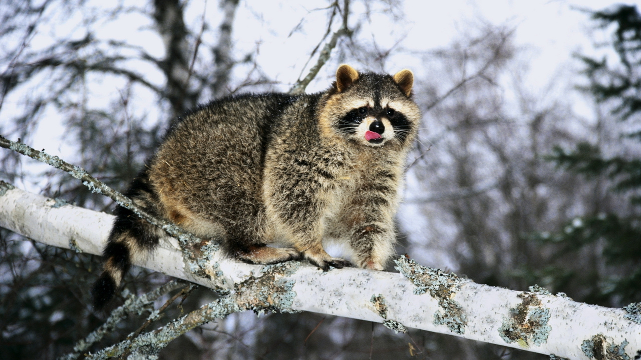 Обои ветвь, ветка, снег, Енот в разрешении 1280x720