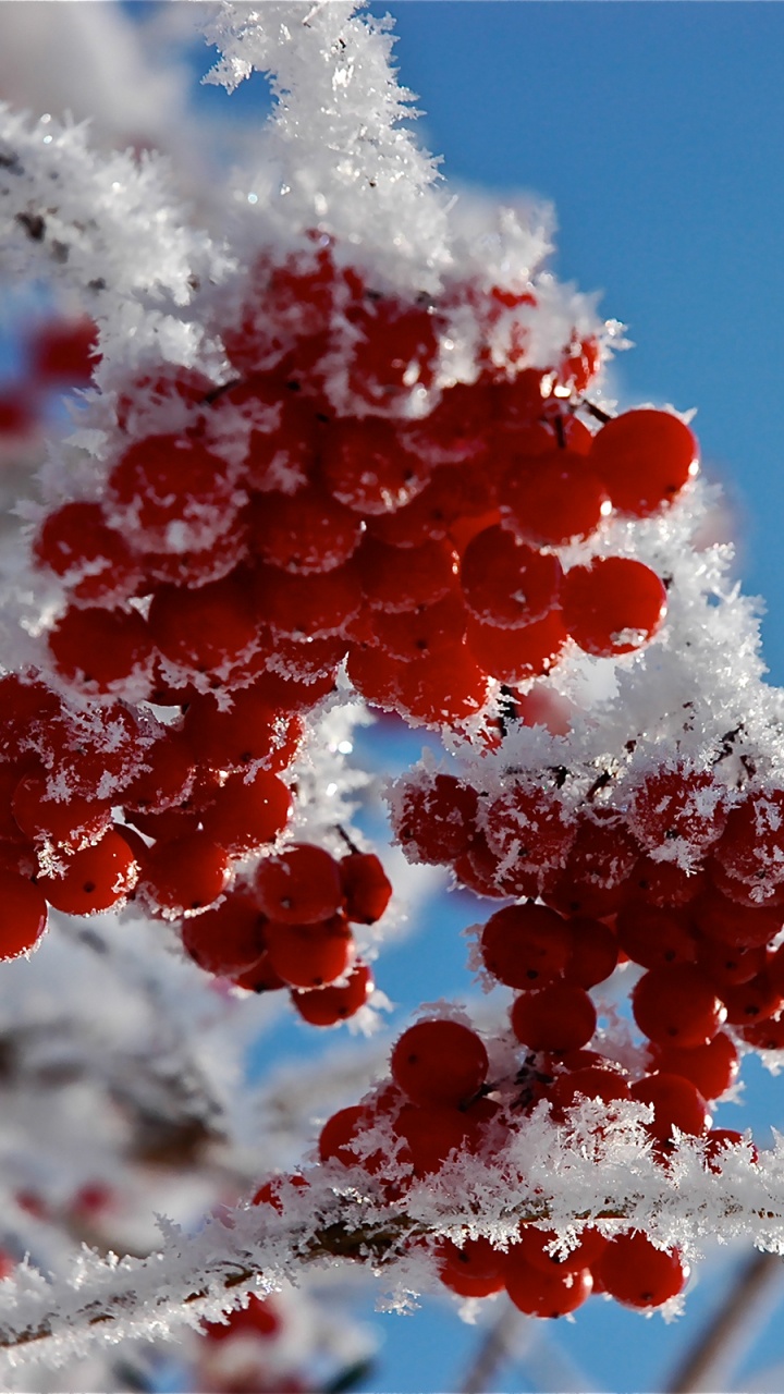 Обои фрукты, ветвь, дерево, рябина, мороз в разрешении 720x1280