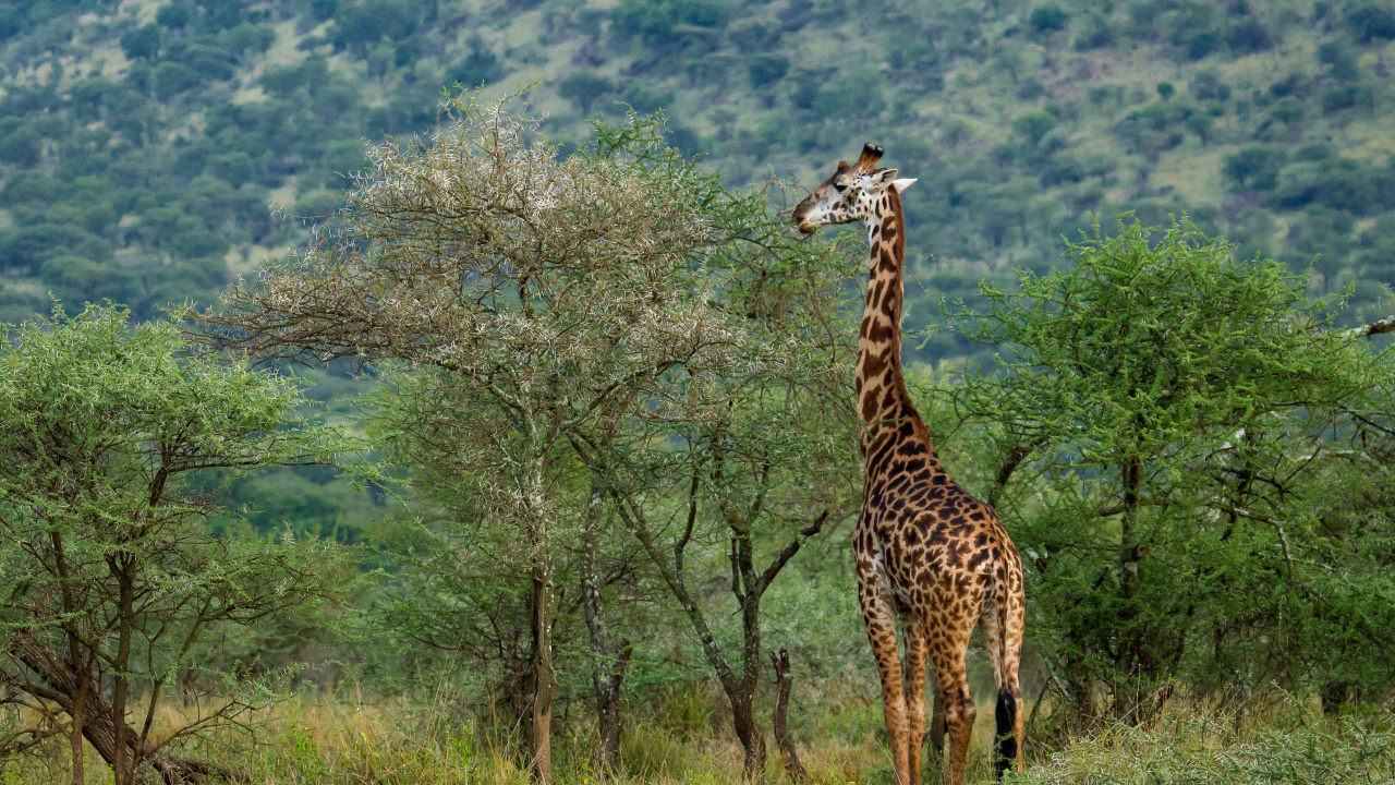 Обои Северный жираф, дерево, Жираф, наземные животные, живая природа в разрешении 1280x720
