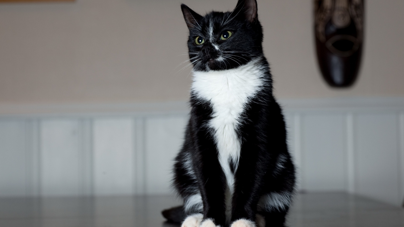 Обои биколор кошка, котенок, черная кошка, морда, черно белое в разрешении 1366x768