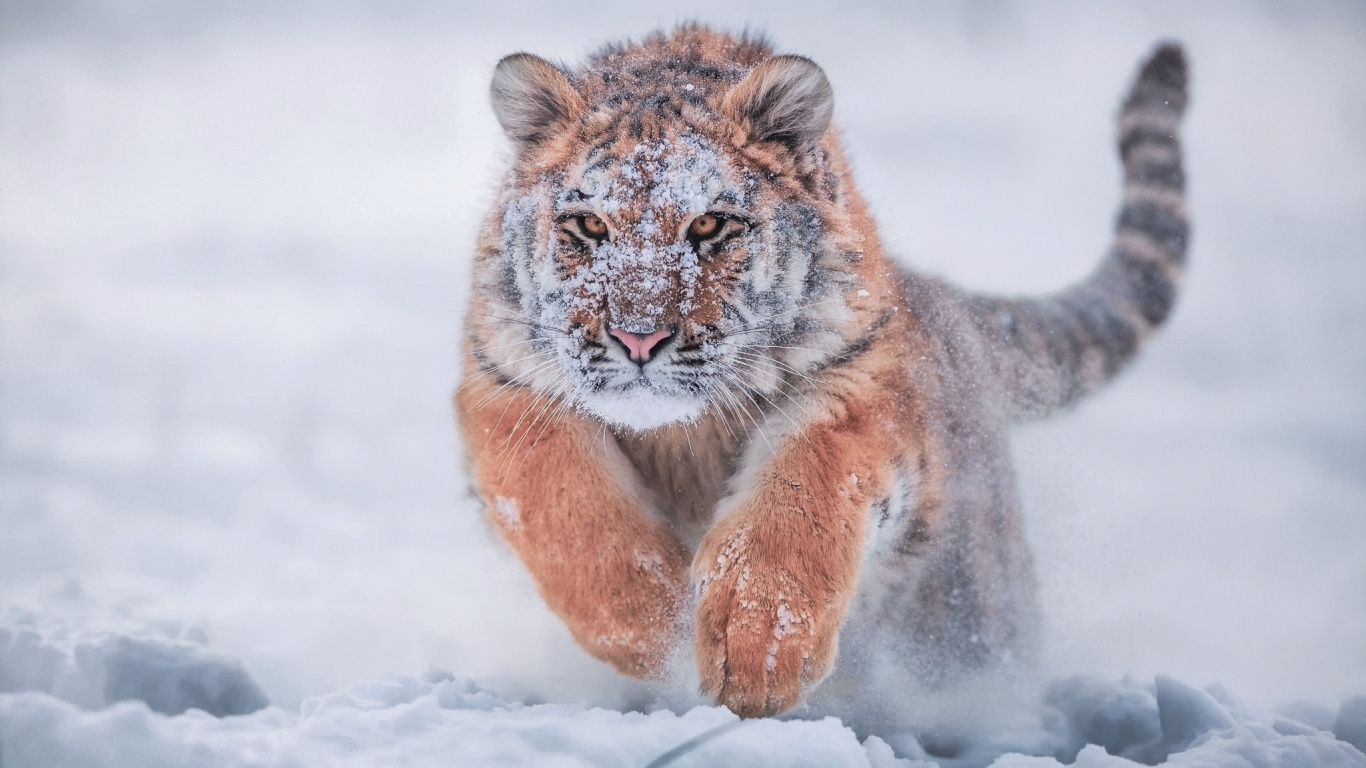 Обои Амурский тигр, кошачьих, кот, большая кошка, живая природа в разрешении 1366x768