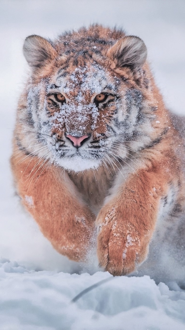 Обои Амурский тигр, кошачьих, кот, большая кошка, живая природа в разрешении 720x1280