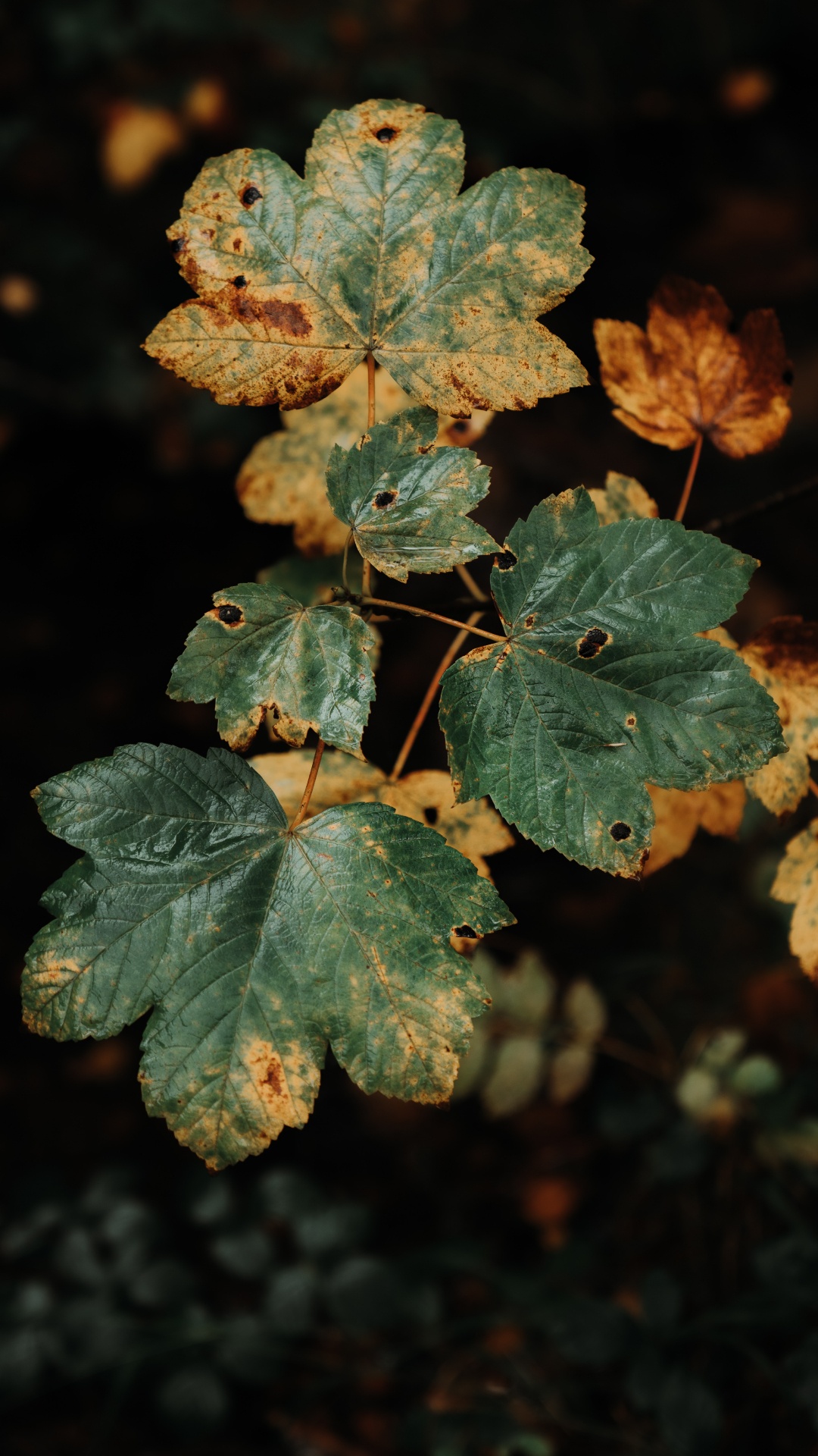 Обои М-дерево, однолетнее растение, цветок, лист, растение в разрешении 1080x1920