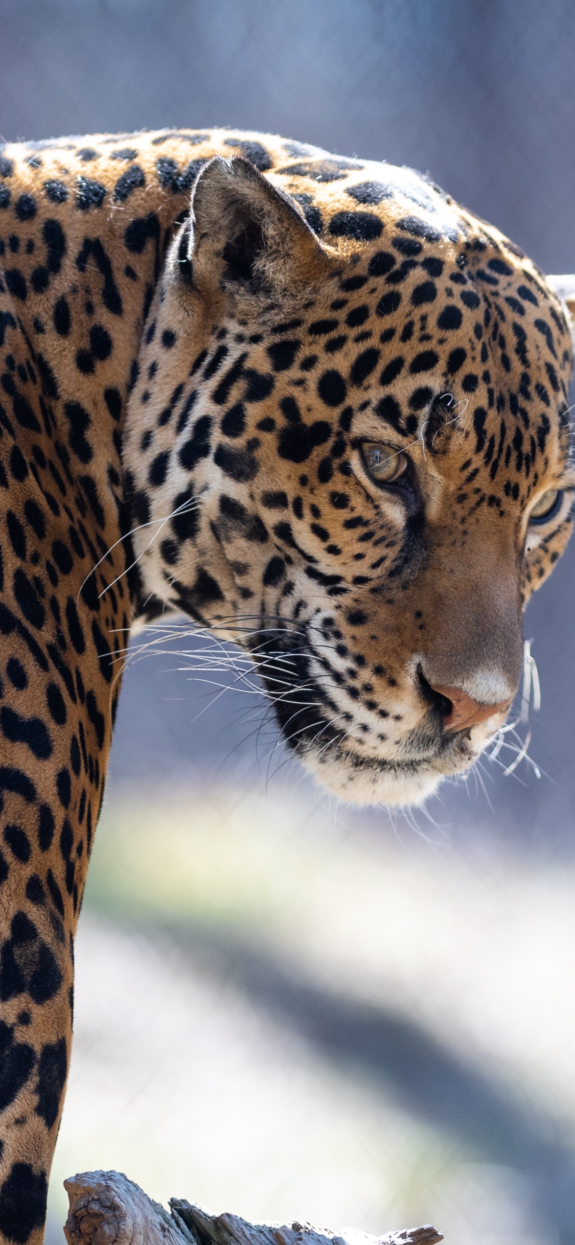 Обои Ягуар, кошачьих, Леопард, тигр, кот в разрешении 1125x2436